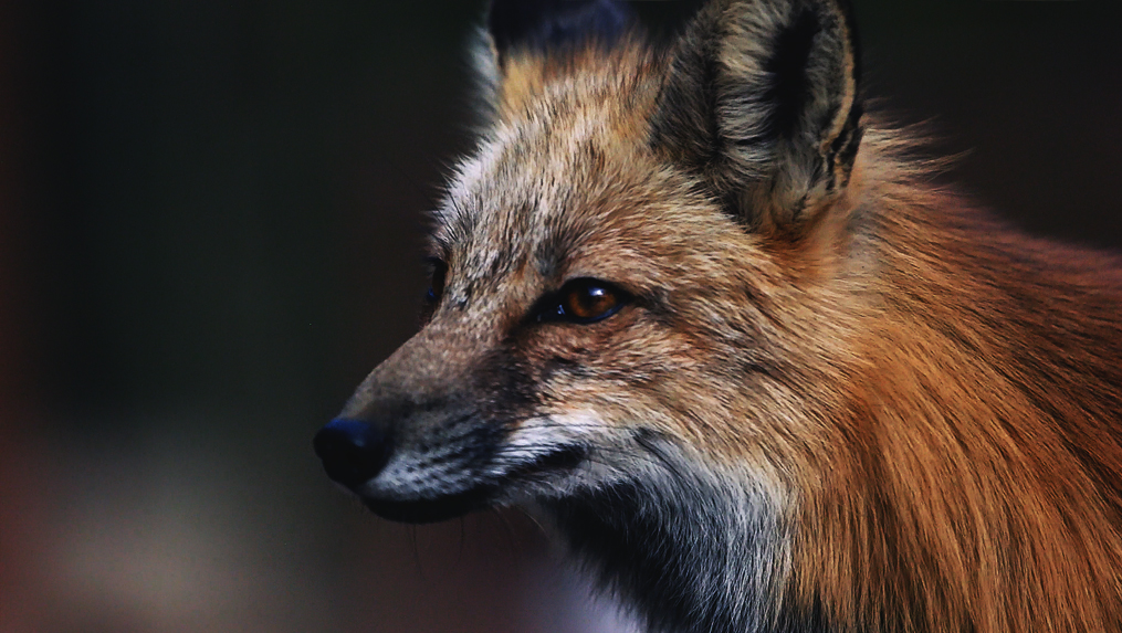 Fox | Wildlife Photography | Colorado